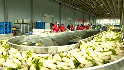 金鳳區良田鎮 溫棚產業托起村民致富夢