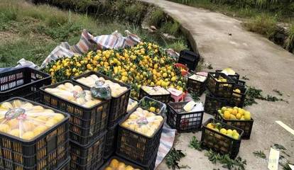 制止早采、杜絕染色，共同守護贛南臍橙的金字招牌