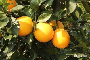 信豐臍橙開采在即！最全采摘點、路線、價格及日用百貨攻略