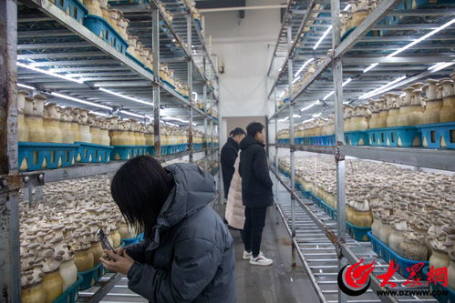 青島西海岸新區打造農產品區域公用品牌，全國媒體采風活動啟幕