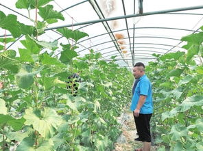 蘭考普惠授信戶戶全覆蓋 從初級農產品到全國樣本的鄉村振興之路