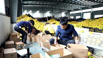 全媒體助農浙江行 胡柚搭上互聯網快車，香飄全國