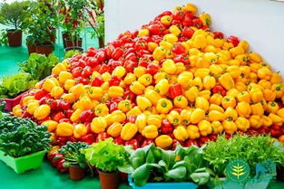 淮陽融媒助力農產銷售 你家有農產品要賣嗎？