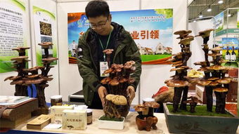 青島品牌農產品引爆消費熱潮 從十元韭菜到千元靈芝，盡顯品牌魅力與市場活力