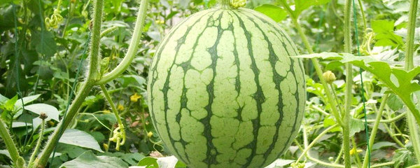 江城豐饒——武漢初級農產品掠影