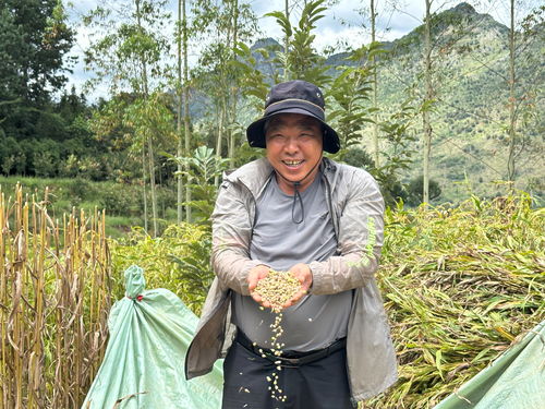 羅平鐘山鄉(xiāng) 薏香飄滿紅色熱土，產(chǎn)業(yè)振興繪豐景